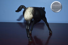 Load image into Gallery viewer, Appaloosa Black Scratching Foal-Scratching Foal Mold-Breyer Traditional