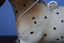 Load image into Gallery viewer, Flabbehoppen-Jamboree Exclusive-Misty&#39;s Twilight Mold-Breyer Traditional