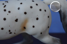 Load image into Gallery viewer, Flabbehoppen-Jamboree Exclusive-Misty&#39;s Twilight Mold-Breyer Traditional