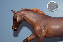 Load image into Gallery viewer, Matte Roan Seven Arts Surprise-Breyerfest Exclusive-Australian Stock Horse Mold-Breyer Traditional