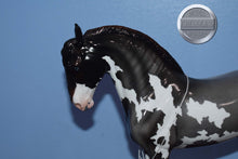 Load image into Gallery viewer, Obscuro-Loyalty Club Exclusive-LE of 32-Glossy-Peter Stone Andalusian