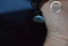 Load image into Gallery viewer, Bay Hanoverian-Hanoverian Mold-Breyer Traditional