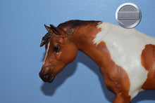Load image into Gallery viewer, Can&#39;t Hold Us Down-Brown Brindle-Breyerfest Exclusive-Indian Pony Mold-Breyer Traditional