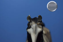 Load image into Gallery viewer, Black/White Pinto Western Pony with White Saddle-Western Pony Mold-Breyer Traditional