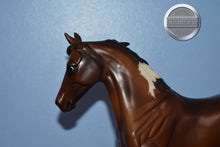 Load image into Gallery viewer, Stella-Bluegrass Bandit Mold-Breyer Traditional