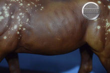 Load image into Gallery viewer, Goin' for Approval-BODY-Stock Horse Mare Mold-Breyer Traditional