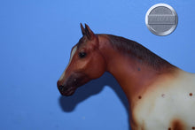 Load image into Gallery viewer, BODY-Quarter Horse Yearling Mold-Breyer Traditional