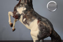 Load image into Gallery viewer, Custom Bay Roan Pinto-Desatado Mold-Breyer Traditional