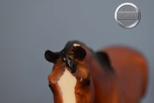 Load image into Gallery viewer, Kentucky-CHIPPED EAR-San Domingo Mold-Breyer Traditional