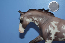 Load image into Gallery viewer, Seven Arts Surprise Sabino-Matte-Breyerfest Exclusive-Australian Stock Horse Mold-Breyer Traditional