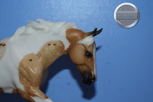 Load image into Gallery viewer, Seven Arts Surprise Pintaloosa-Matte-Breyerfest Exclusive-Australian Stock Horse Mold-Breyer Traditional