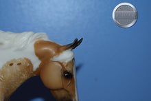 Load image into Gallery viewer, Seven Arts Surprise Pintaloosa-Matte-Breyerfest Exclusive-Australian Stock Horse Mold-Breyer Traditional