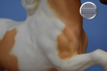 Load image into Gallery viewer, Class Act-Five Gaiter Mold-Breyer Traditional