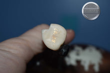 Load image into Gallery viewer, Alamo-Breyerfest Exclusive-LE 750-Texas Longhorn Mold-Breyer Traditional