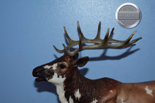 Load image into Gallery viewer, Inari-Breyerfest Exclusive-Elk Mold-Breyer Traditional