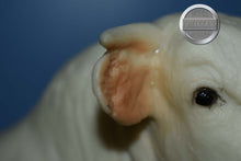 Load image into Gallery viewer, Charolais Bull-Charolais Mold-Breyer Traditional